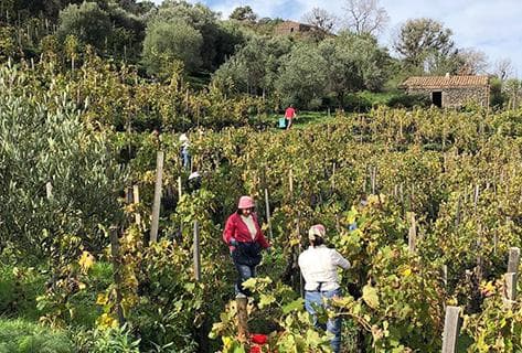 Frank Cornelissen - 4