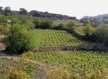 Foto della tenuta - Gauby