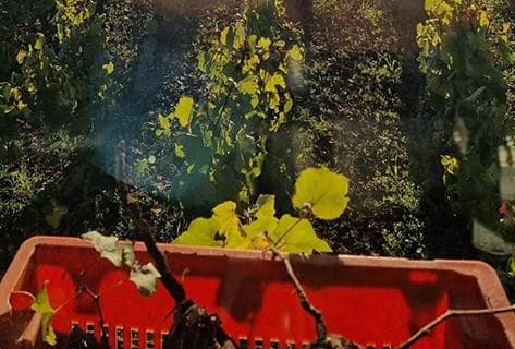 Génot-Boulanger - 2