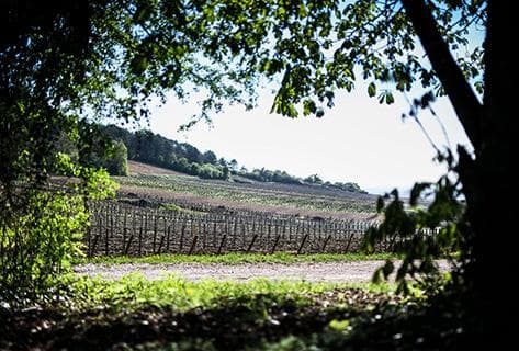 Photo du domaine partenaire Giboulot