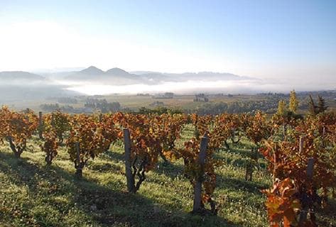 Photo du domaine partenaire Gourt de Mautens