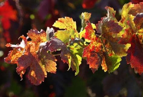 Gourt de Mautens - 3