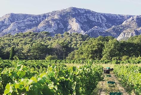 Photo du domaine partenaire Henri Milan