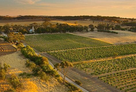 Photo of partner producer Henschke