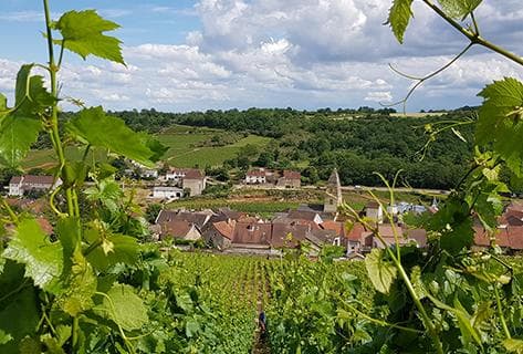 Foto des Partnerweinguts Hubert Lamy