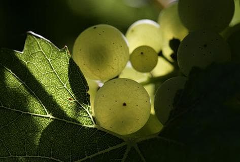 Jacques Selosse - 3
