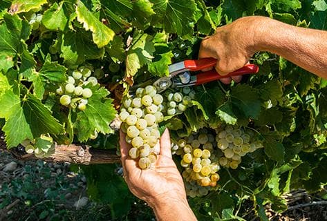 Jean-Claude Lapalu - 4