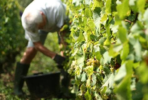 Foto della tenuta - Jean-Philippe Fichet