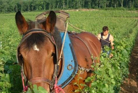 Foto des Partnerweinguts Jean Trapet et fils
