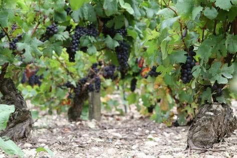 Photo du domaine partenaire Jérome Coessens