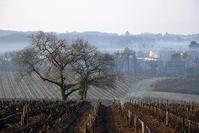 Foto della tenuta - Jo Landron