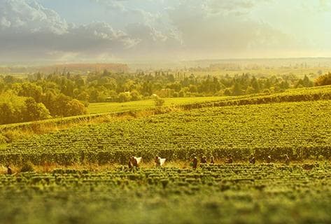 Photo of partner producer Joblot