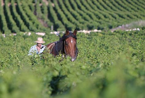 Joseph Drouhin - 2