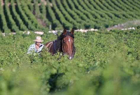Joseph Drouhin (domaine) - 2