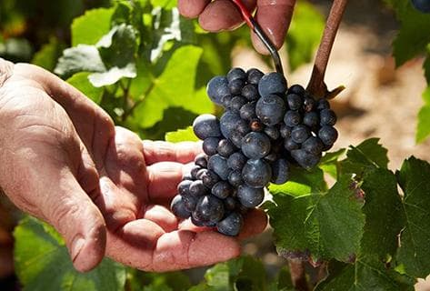 Joseph Drouhin (domaine) - 3