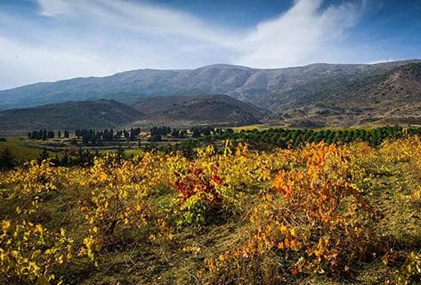 Foto della tenuta - Kefraya