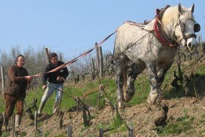 La Coulée de Serrant - 3