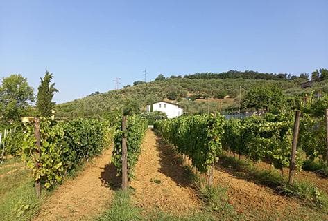 La Felce - 1