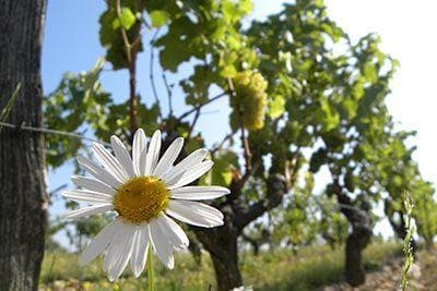 La Grange Tiphaine - 3