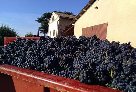 Foto della tenuta - La grosse pierre