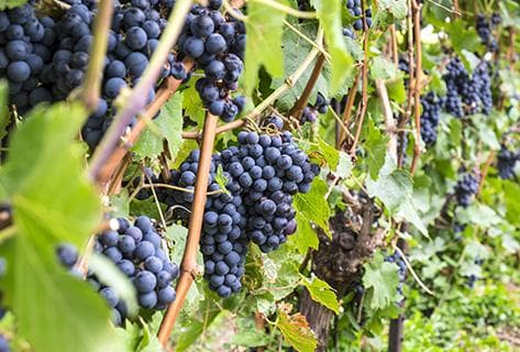 La Porte Saint Jean - 1