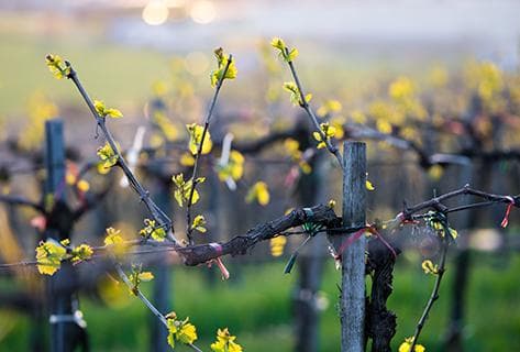 La Porte Saint Jean - 2