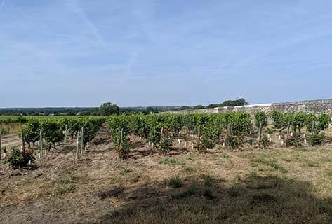 La Taille aux Loups - 3