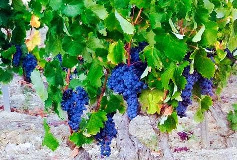 La Tour du Bon - 2