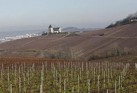 Foto della tenuta - Laherte Frères