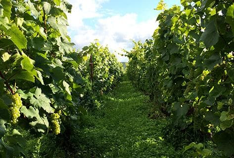 Larmandier-Bernier - 3