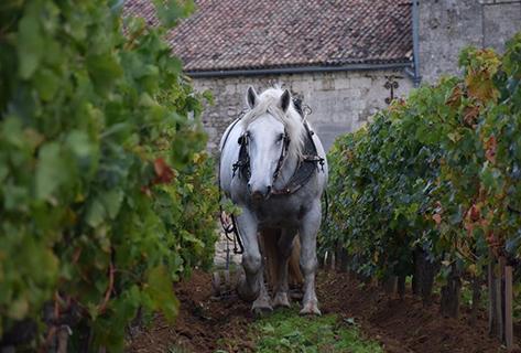 Le Puy - 3