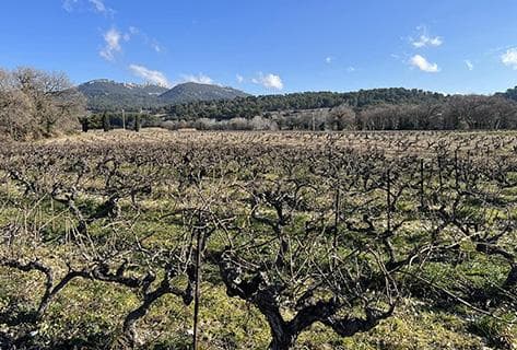 Photo du domaine partenaire Le Sang des Cailloux