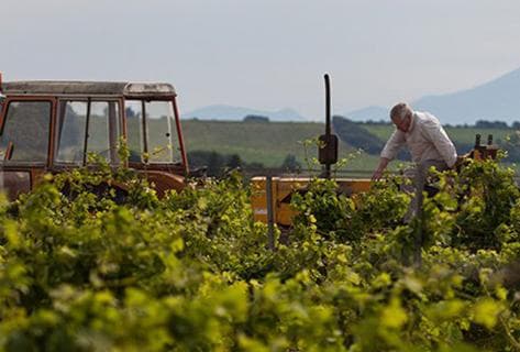 Foto des Partnerweinguts Les Cailloux