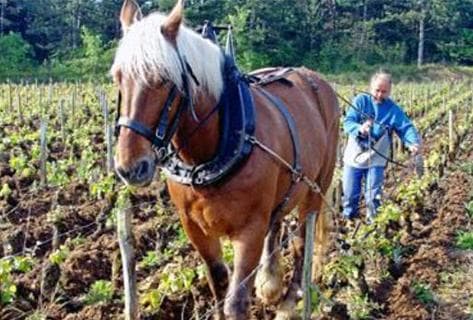Les Vignes du Paradis - 2