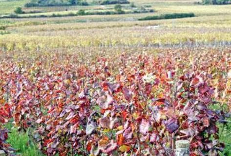 Les Vignes du Paradis - 3