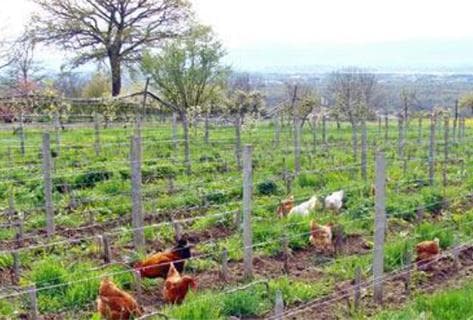 Les Vignes du Paradis - 4