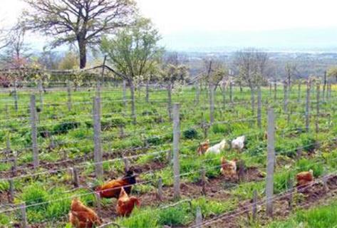 Les Vignes du Paradis - 4
