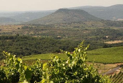 Photo of partner producer Les Vignes Oubliées