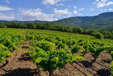 Les Vignes Oubliées - 2