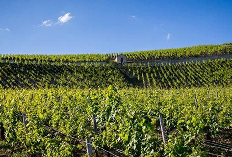 Long Depaquit - Albert Bichot - 2