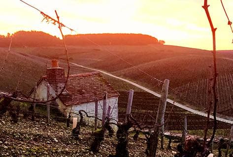 Long Depaquit - Albert Bichot - 3