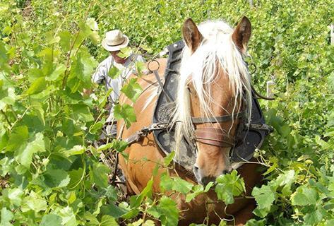 Louis Jadot - 4