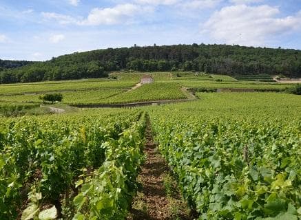 Foto della tenuta - Lucien Boillot & Fils