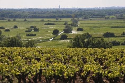 Foto della tenuta - Luneau Papin