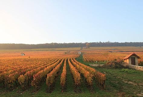 Photo of partner producer Maillard et Fils