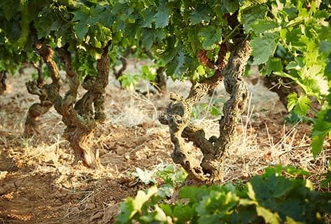 Marc Kreydenweiss - 1