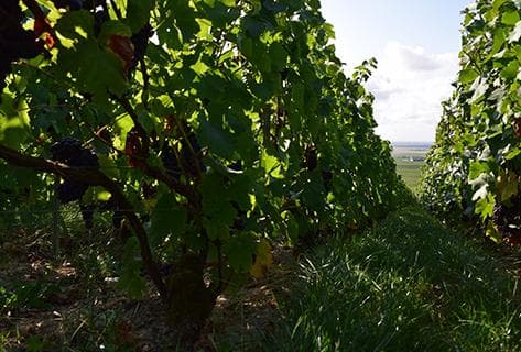 Foto della tenuta - Marguet