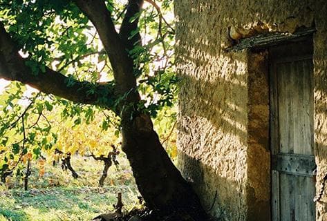 Foto della tenuta - Mas Cal Demoura