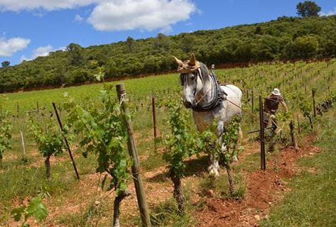 Mas Daumas Gassac - 3