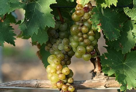 Mas des Caprices - 2